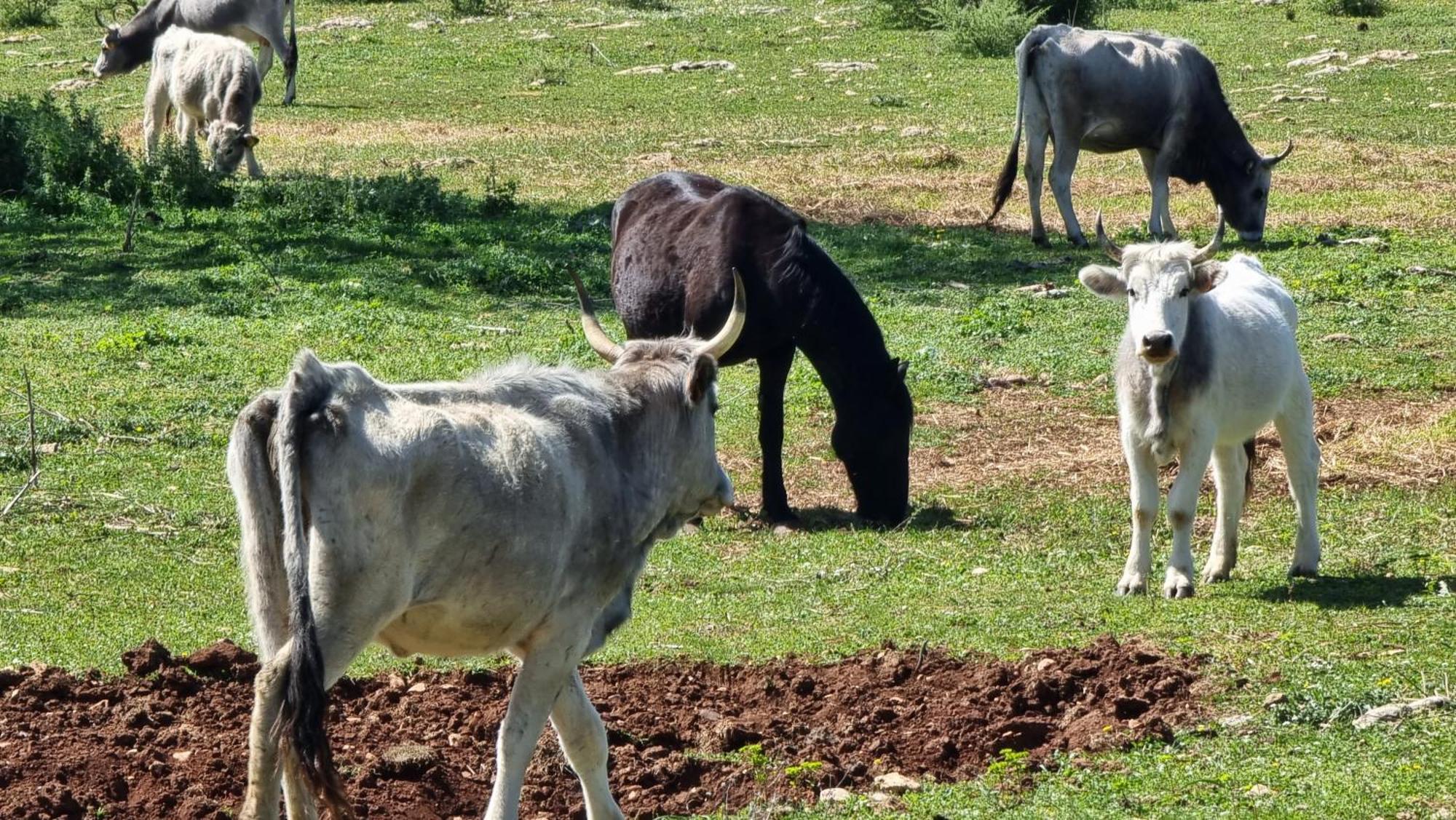 Agriturismo Iazzo Scagno Martina Franca Exteriér fotografie