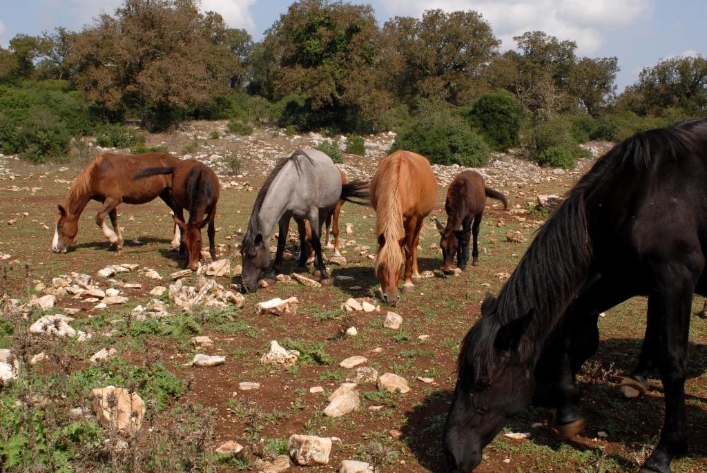 Agriturismo Iazzo Scagno Martina Franca Exteriér fotografie